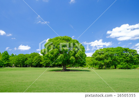 A big tree standing in the lawn park 16505355