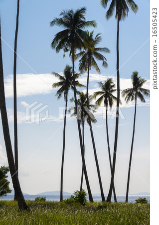 Group of tall coconut trees with grass, portrait. Group of tall coconut trees with grass, portrait. 16505423