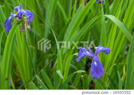 Okada Shrine Okinotazawa's Okinawa-bata community 16505502