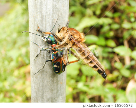 Hankyō, a prey to Shioiaab 4 16505572