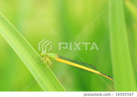 Thread dragonfly 148 16505587