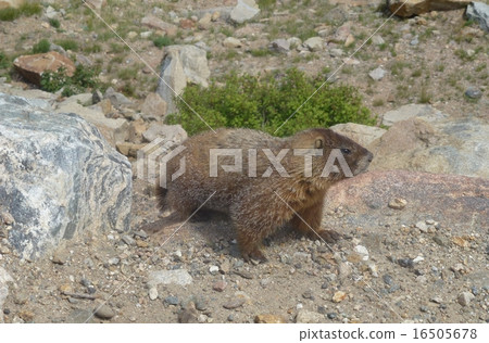 旱獺 旱獺 16505678