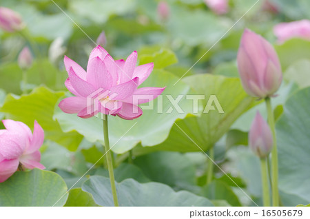 雨的古老蓮花 16505679