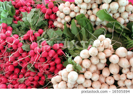 Red and white radish in vegetable market 16505894