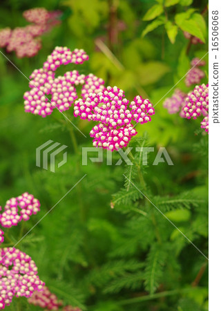 西部蚱蜢垂直圖像 16506068