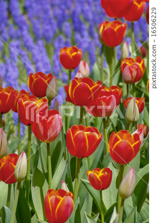 Tulip and Muscari 16506229