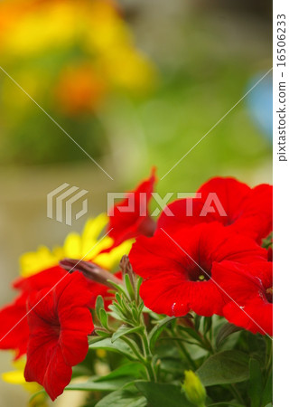 Petunia Petunia 16506233