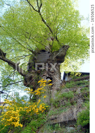 Kamiyama Zayaki Story of a thick stem Mitakeyama 16506525