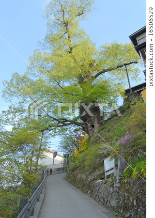 Zendai Zelkeye Mt. Mt. 16506529