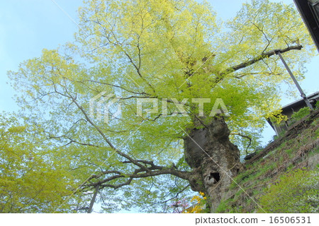 Zendai Zelkova branch Mt. 16506531