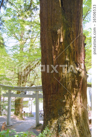The Great Sugi Mitakeyama of Takimoto and Godai Gingko 16506533