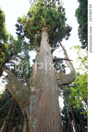 Tengu's seat cedar whole view Mt. 16506534