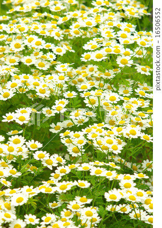 Matricaria longitudinal image 16506552