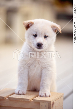 Cute little puppy 16506593