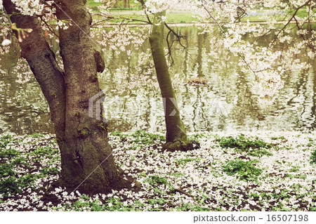 Beautiful flowering tree on the lake shore 16507198