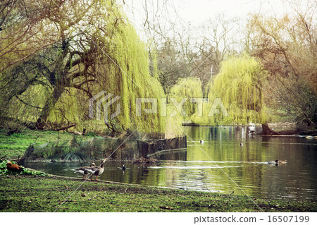 St. james's park scene, London 16507199