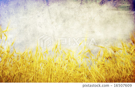 grunge wheat grunge wheat 16507609