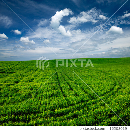 green field green field 16508019