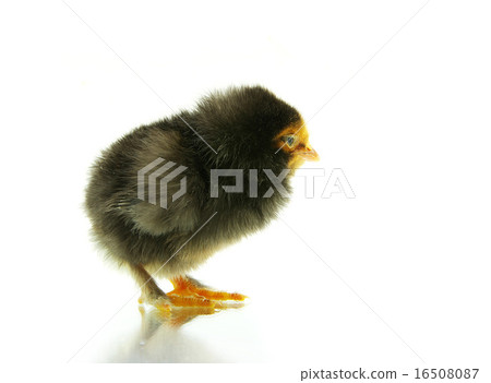 chicken chicken 16508087