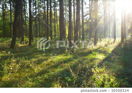 forest forest 16508324