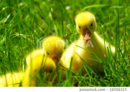 goslings 16508325