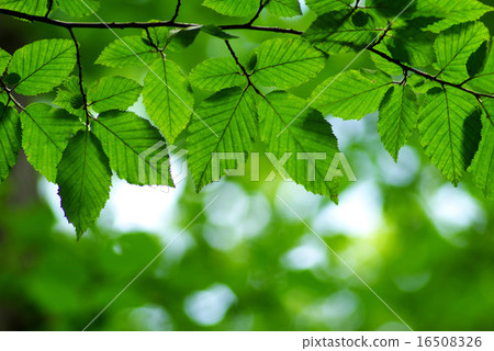leaves background leaves background 16508326