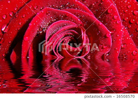 red rose red rose 16508570