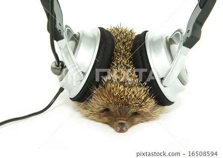 hedgehog in headphones hedgehog in headphones 16508594