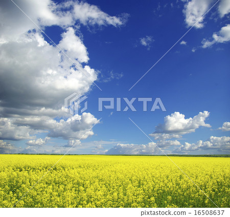 rape field rape field 16508637