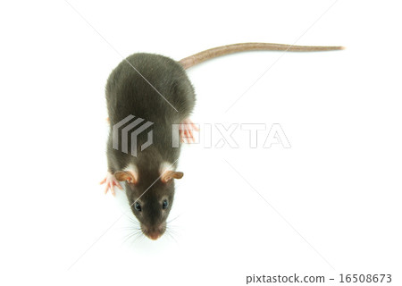 rat rat 16508673
