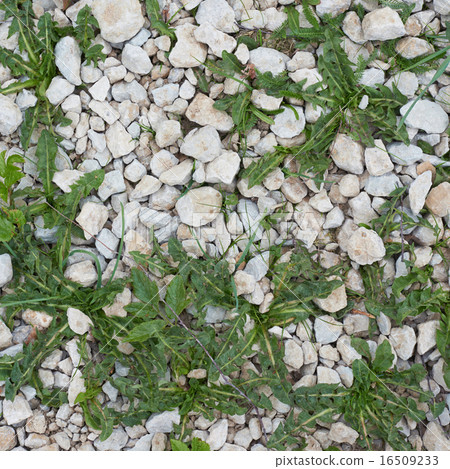 Stone pebble and grass Stone pebble and grass 16509233