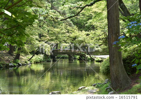 A pond 16515791