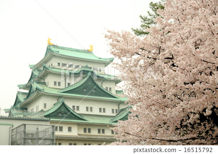 Nagoya castle and cherry blossoms 16515792