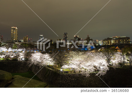 大阪城公園夜櫻花和大阪的夜景 大阪城公園夜櫻花和大阪的夜景 16516080