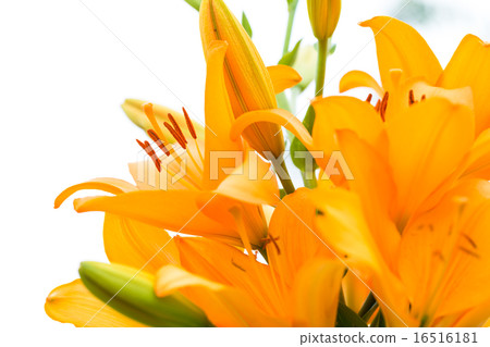 百合品種(皇家三位一體) 百合品種(皇家三位一體) 16516181