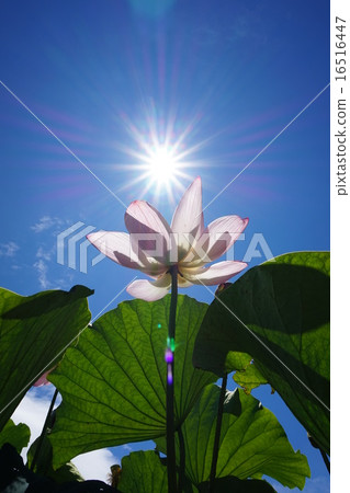 Ancient lotus lotus 16516447