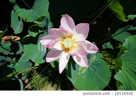 Ancient lotus lotus 16516448