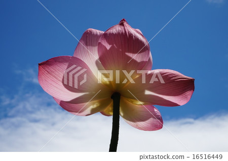 Ancient lotus lotus 16516449