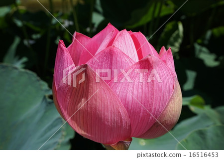 Ancient lotus lotus 16516453