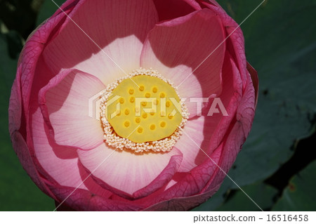 Ancient lotus lotus 16516458