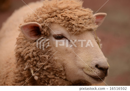 Sheep 16516502