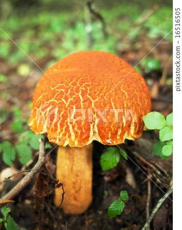 Large mushrooms, Akayamadori 16516505