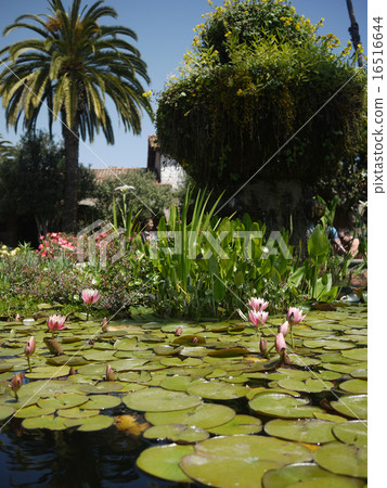 蓮花池聖胡安卡皮斯特拉諾 16516644