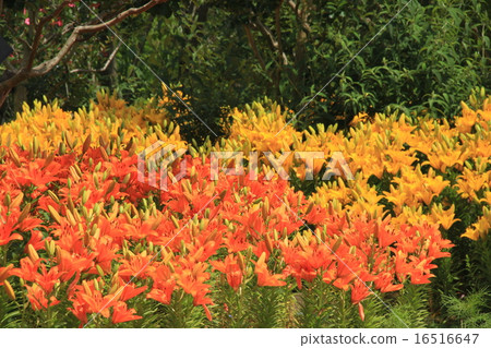 壁球莉莉 16516647