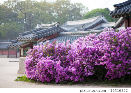 Rhododendron blooming in Changdeokgung Palace in Seoul, Korea 16516822