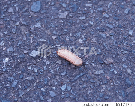 Hanamuguri的幼蟲走在後面 16517176