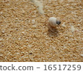 Hermit crab 16517259
