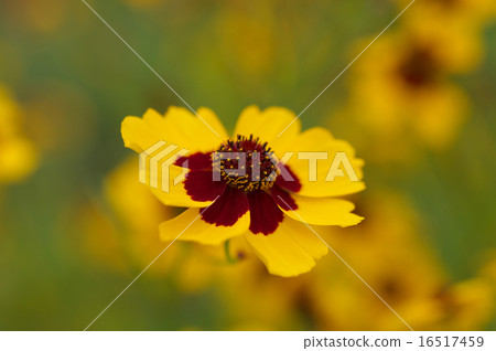 Flowers Flowers 16517459