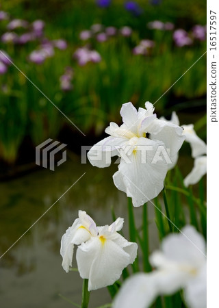 Iris Iris 16517597
