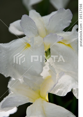 Iris Iris 16517598